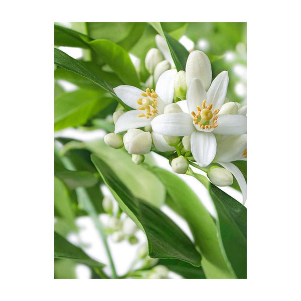 Schilderij Citrusbloesems in volle Pracht