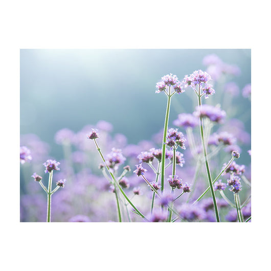 Schilderij Sierlijke Paarse Magie