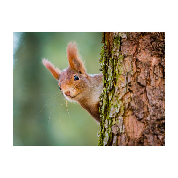 Schilderij Nieuwsgierige Rode Eekhoorn