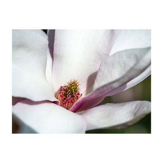 Schilderij Magnolia Bloesem