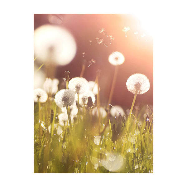 Schilderij Pluizige Paardenbloemen