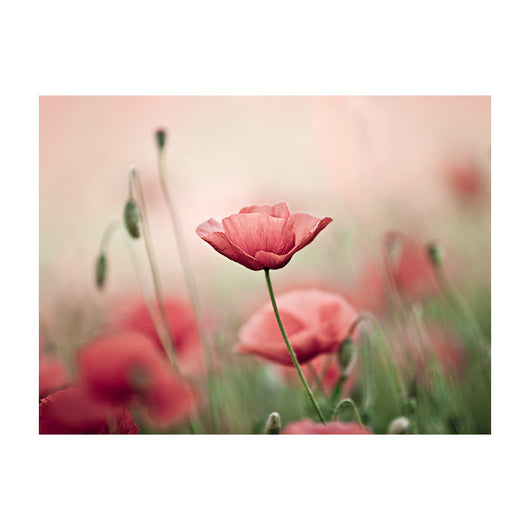 Schilderij Klaproos in Zacht Licht