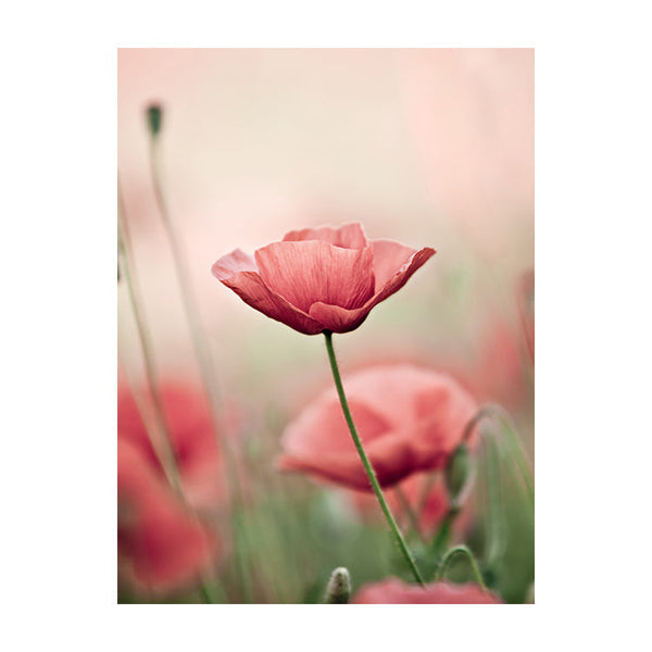 Schilderij Klaproos in Zacht Licht