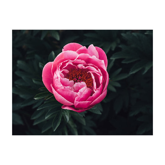 Schilderij Prachtige Rose Pioenroos