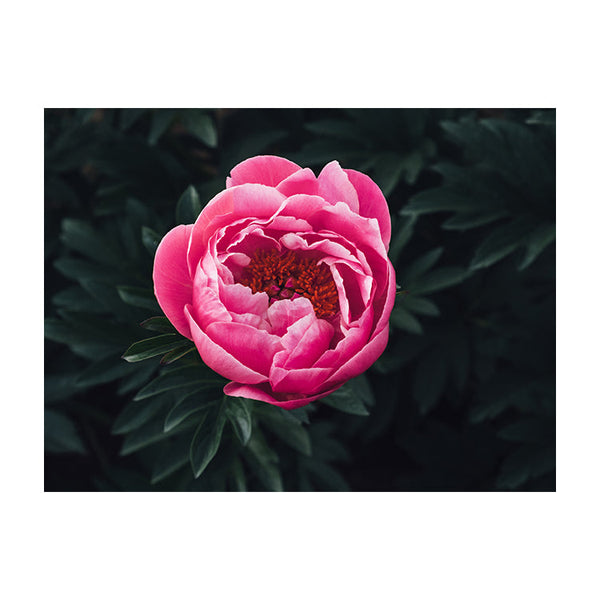 Schilderij Prachtige Rose Pioenroos