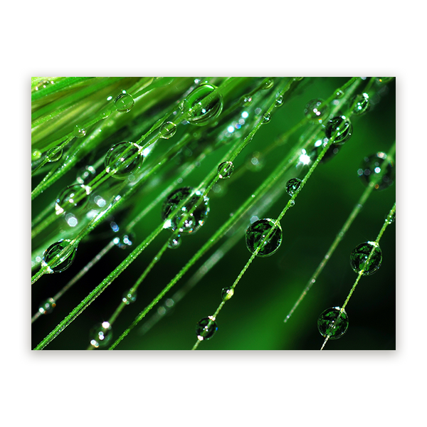 Schilderij Regendruppels op een plant