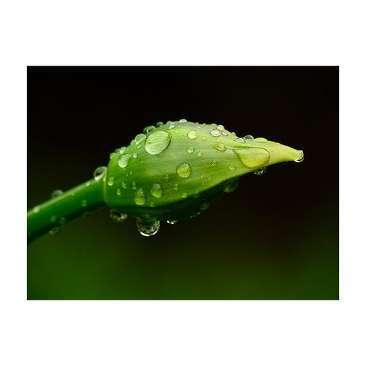 Schilderij Parels van Regen op Lenteknop