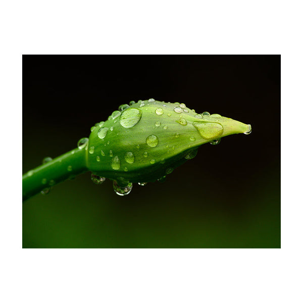 Schilderij Parels van Regen op Lenteknop