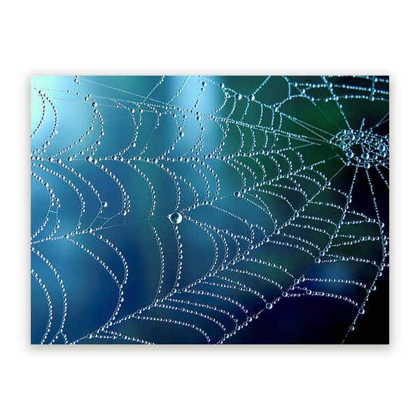 Schilderij Regenpatroon op een Spinnenweb