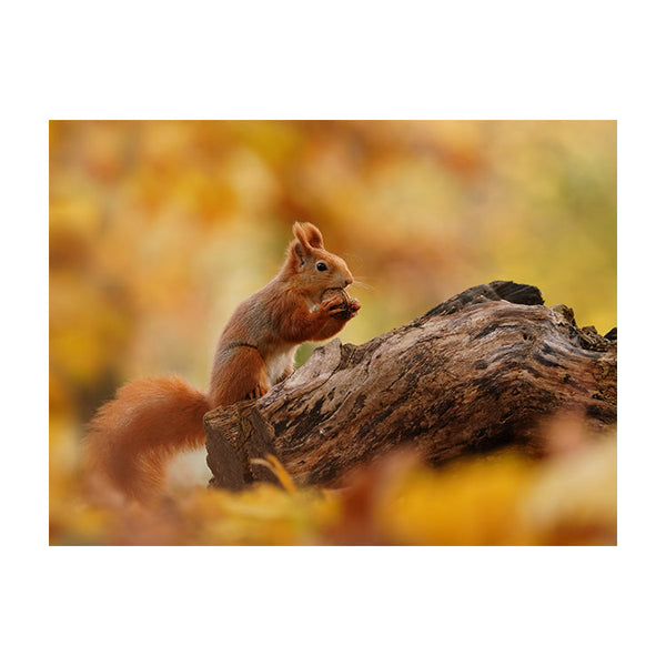 Schilderij Rode Eekhoorn