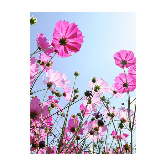 Schilderij Roze Bloemen en Blauwe Hemel