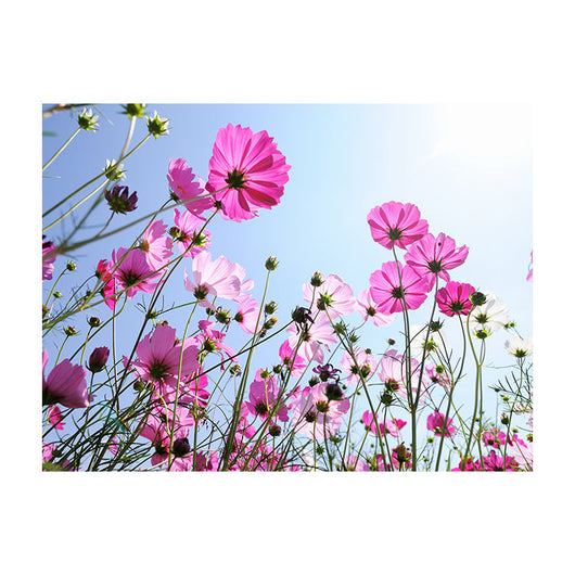 Schilderij Roze Bloemen en Blauwe Hemel