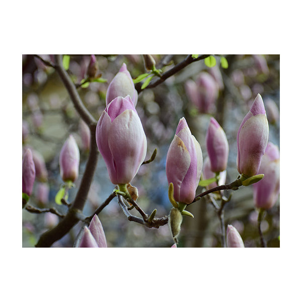 Schilderij Roze Magnolia's