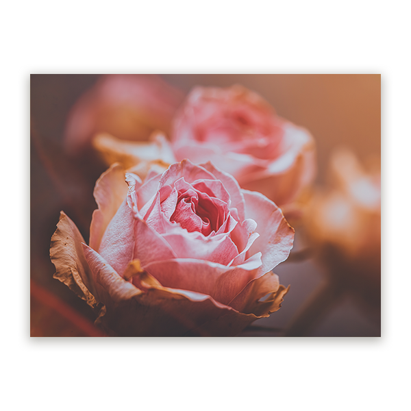 Schilderij Roze Rozen