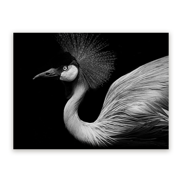 Schilderij Schaduwspel Flamingo