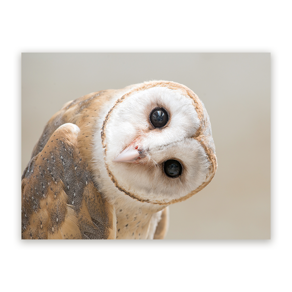 Schilderij Betoverende Schuuruil