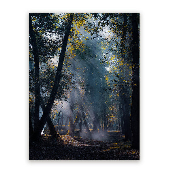 Schilderij Zonnestralen in het Bos