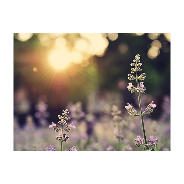 Schilderij Veld van Lavendelbloemen