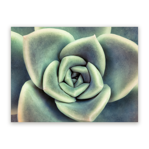 schilderij Vetplant van Bovenaf