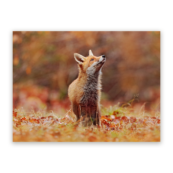 Schilderij Vos in Herfstlandschap
