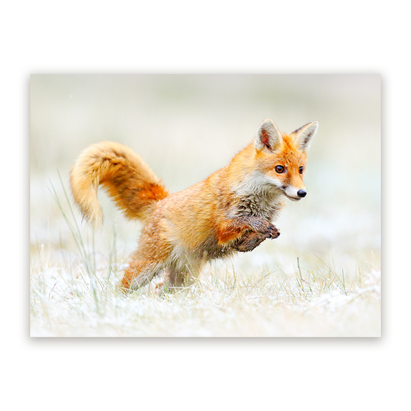 Schilderij ﻿Vos in Winterwonderland