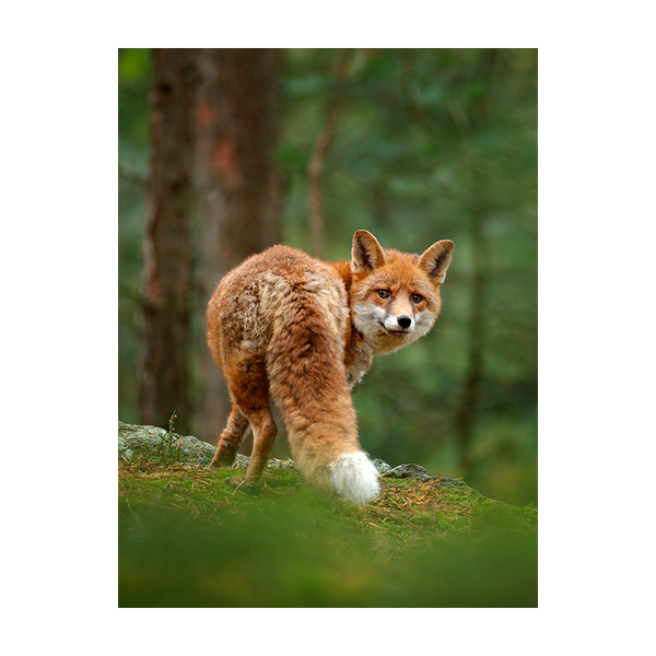 Schilderij Vos in het Groene Bos