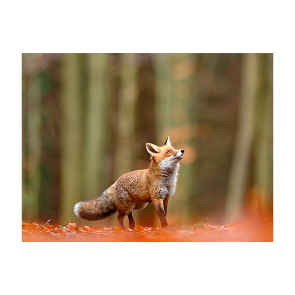 Schilderij Vos in het Woud