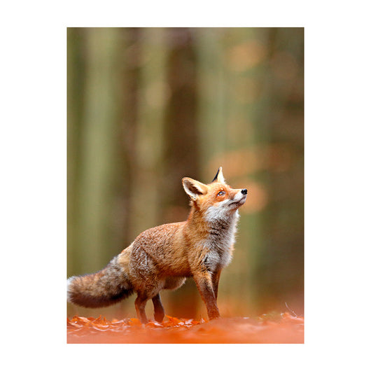 Poster in Lijst Vos in het Woud