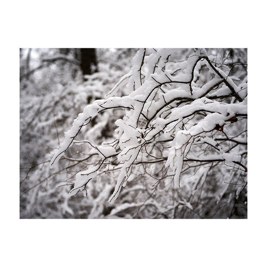 Schilderij Betoverende Winterse Takken