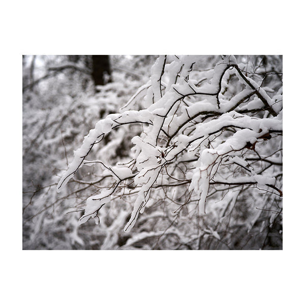 Schilderij Betoverende Winterse Takken