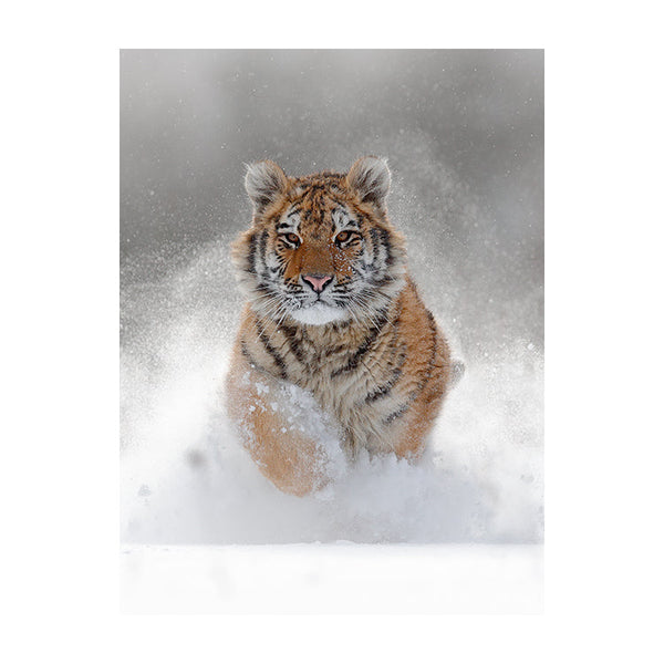 Schilderij Winterse Tijger