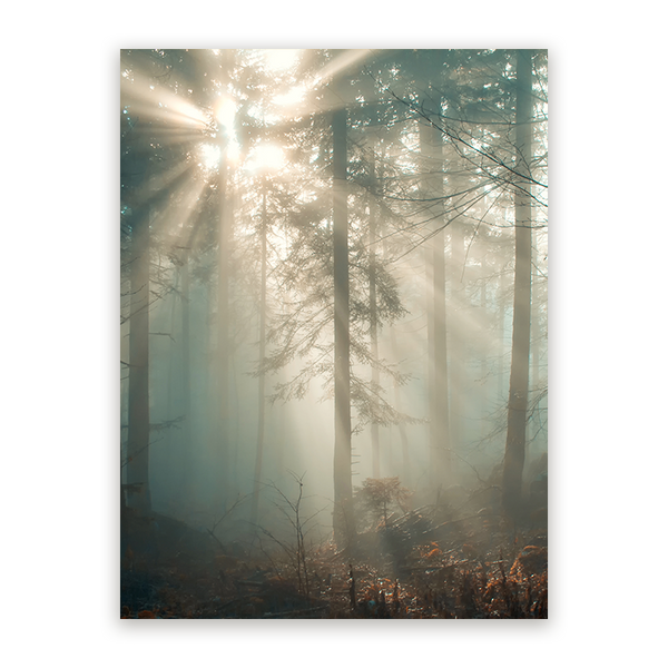 Schilderij Zonnestraal in het Winterwoud