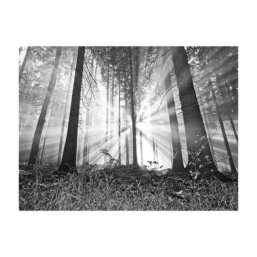 Schilderij Bosmagie bij Dageraad