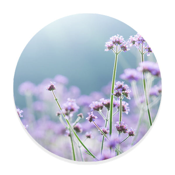 Muurcirkel Sierlijke Paarse Magie